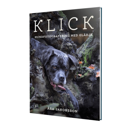 KLICK - hundfotografering med glädje