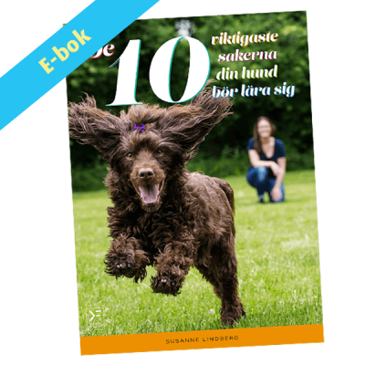De 10 viktigaste sakerna din hund bör lära sig - ebok