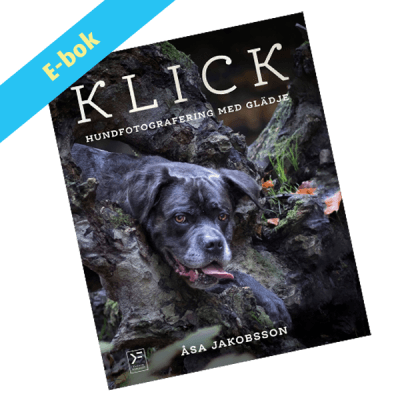 KLICK - hundfotografering med glädje - ebok