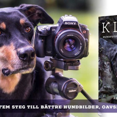 Gratis webinar: Fem steg till bättre hundbilder, oavsett kamera - Åsa Jakobsson