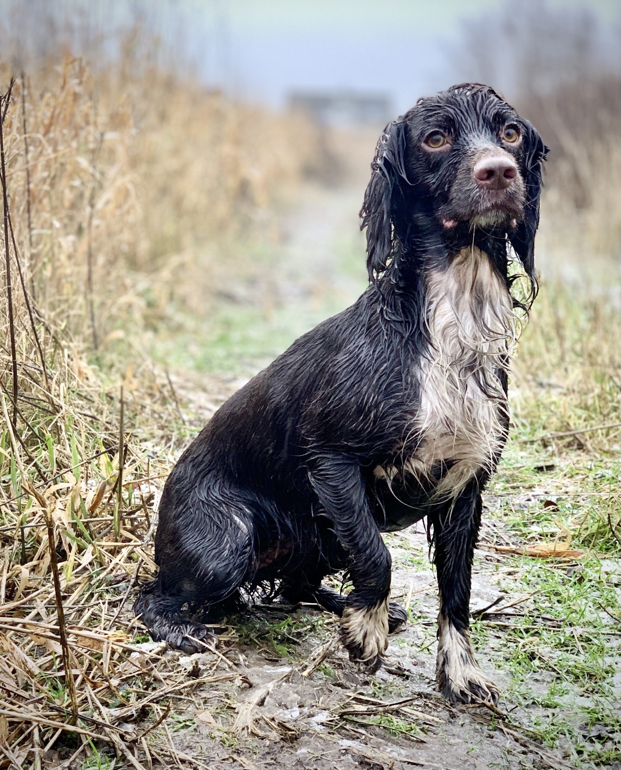 Fortsättningskurs för spaniel