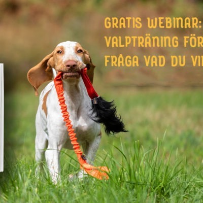 Gratis webinar: Valpträning för fågelhundar – fråga vad du vill! – Elsa Blomster & Lena Gunnarsson