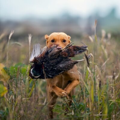 Jaga med din retriever - från förberedelse till jakt