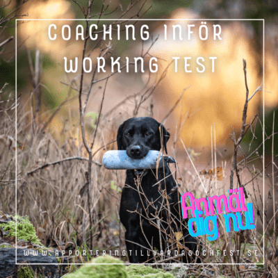 Onlinekurs: Coaching inför start pÄ working test
