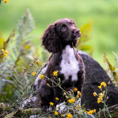 Spanielvalpkurs; kombinerad online och IRL