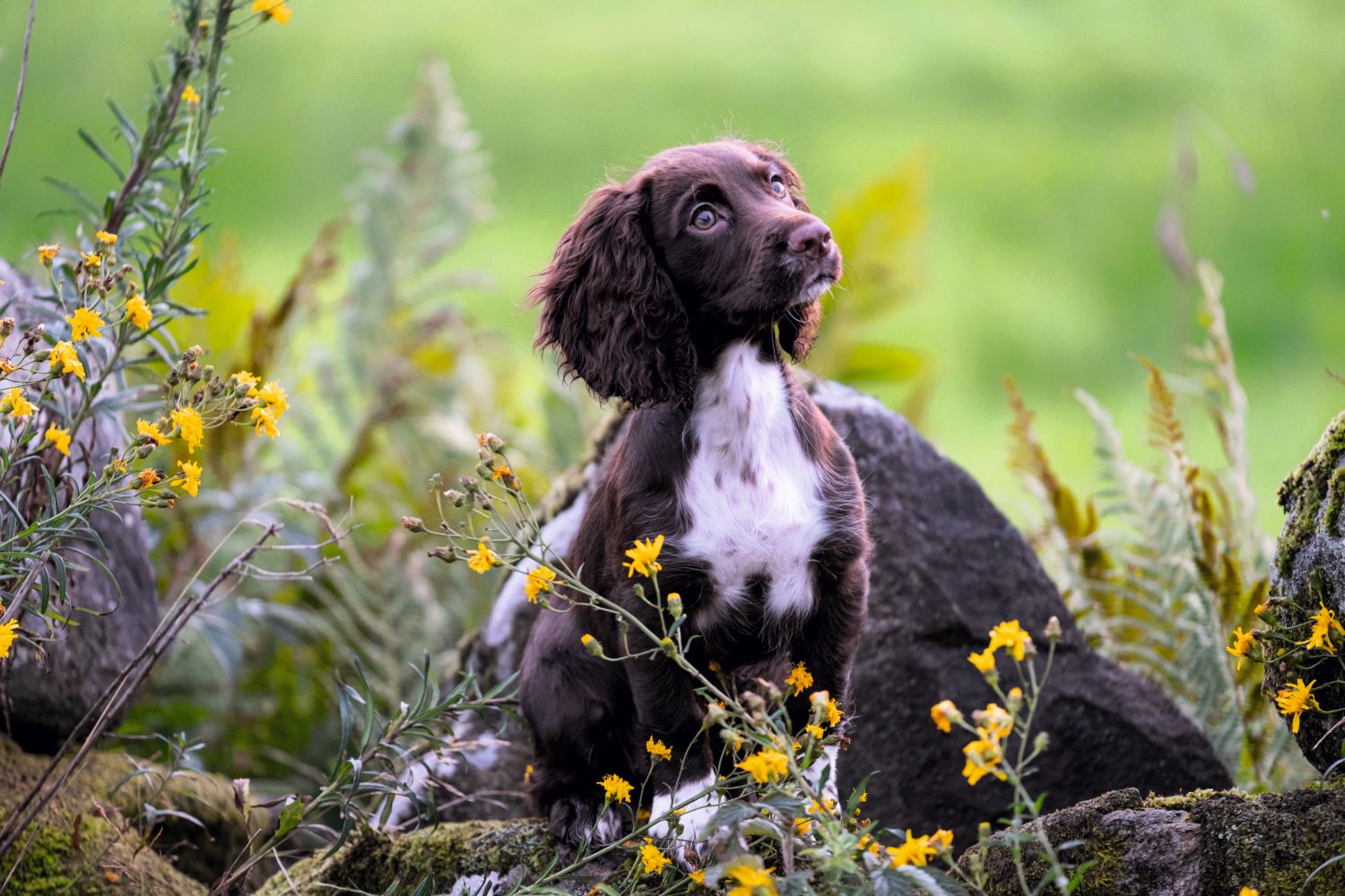 Spanielvalpkurs; kombinerad online och IRL