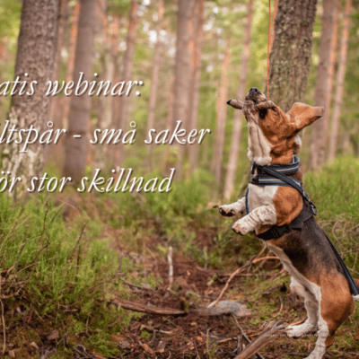 Gratis webinar: Träna viltspår - små saker som gör stor skillnad