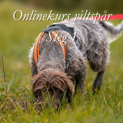 Onlinekurs: ViltspÄr steg 1: Med sikte mot anlagsklass - med Äterkoppling