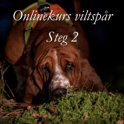 Onlinekurs: ViltspÄr steg 2: Med sikte mot öppenklass - med Äterkoppling