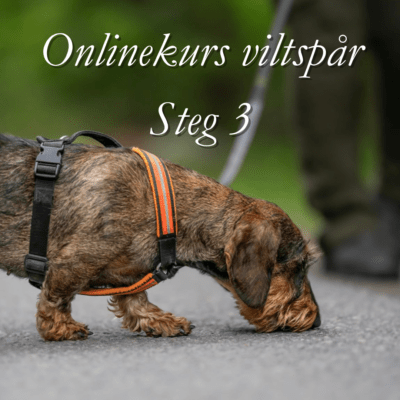 Onlinekurs: ViltspĂ„r steg 3: Ăvningarna som tar dig vidare - med Ă„terkoppling