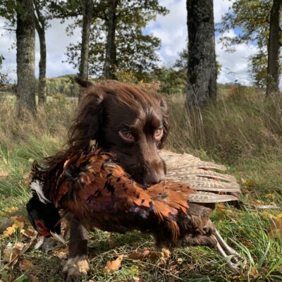 Simulerad spanieljakt- med fokus pĂĄ av och pĂĄ
