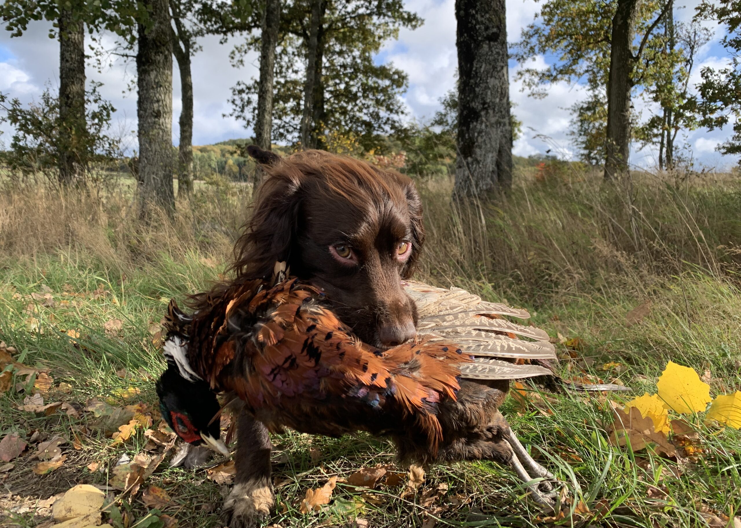 Simulerad spanieljakt- med fokus på av och på