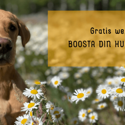 Gratis webinar: Boosta din hundträning
