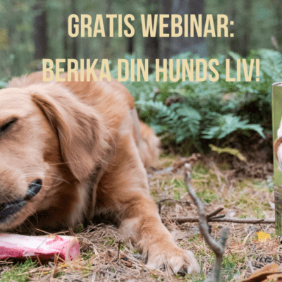 Gratis webinar: Berika din hunds liv