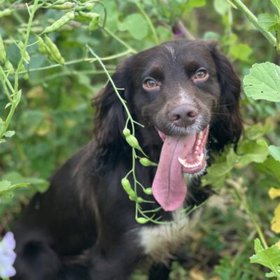 Spanielbonanza - sommarläger för spaniel