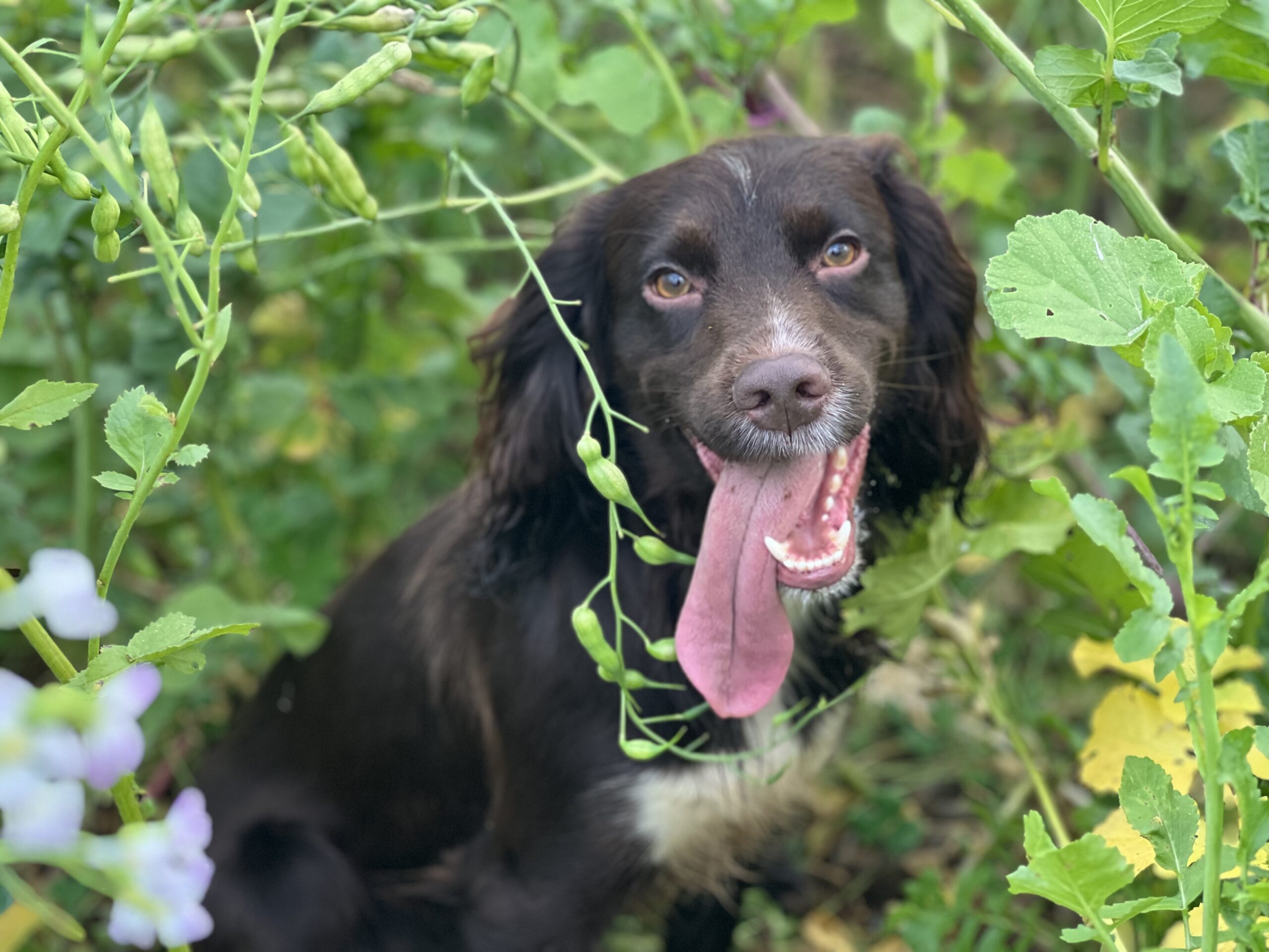 Spanielbonanza - sommarläger för spaniel